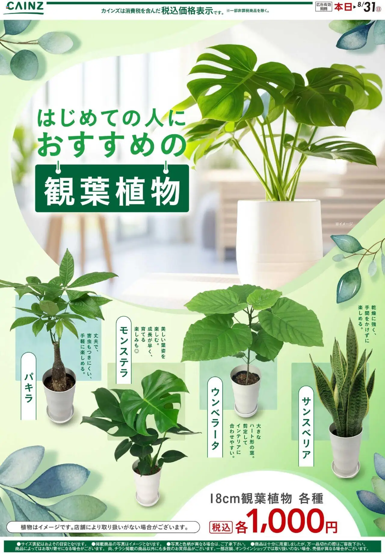 カインズ ホームショッ観葉植物プは 2025/08/13から有効 - ページ番号 1