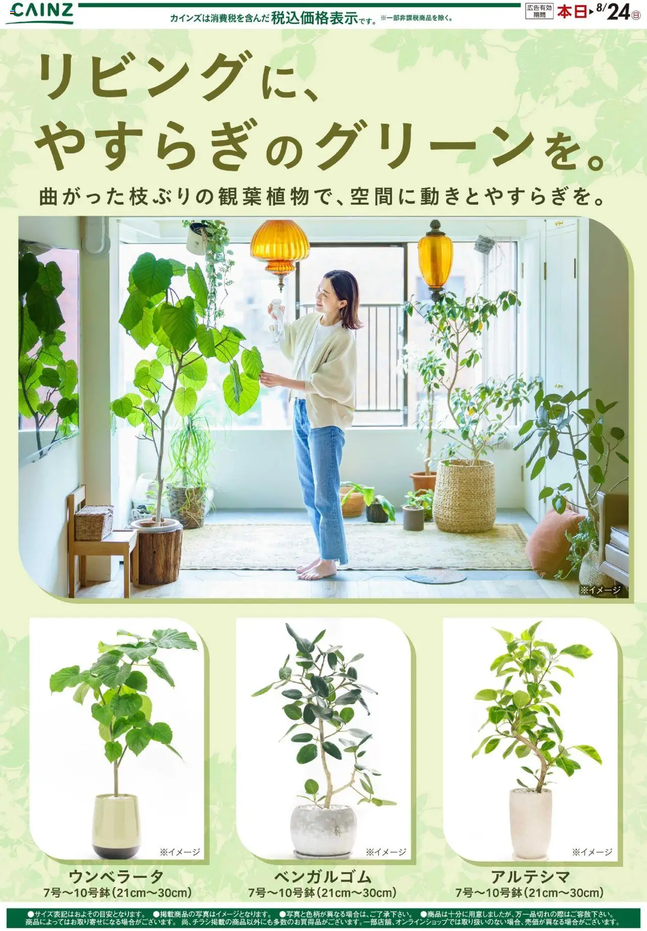 カインズ ホームショッ観葉植物プは 2025/07/01から有効 - ページ番号 1