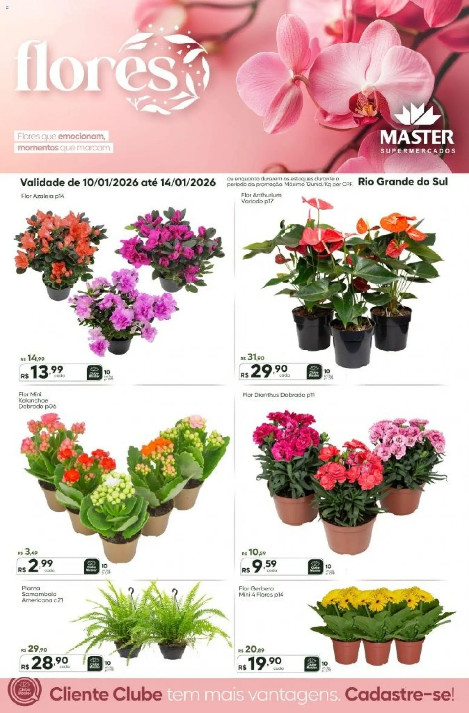 Pré-Visualização do folheto "Ofertas Flores" da loja Master válido a partir de 10/01/2026 - Flores, Gerbera